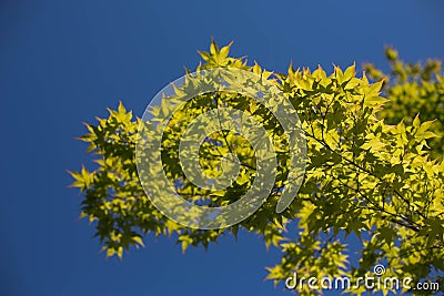 Lovely Maple Leaves Against Blue Sky Stock Photo