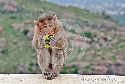 Lovely Monkey Enjoy Eating Lemon Stock Photo