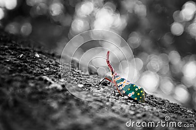 Lovely moon bug white and black and colourful Stock Photo