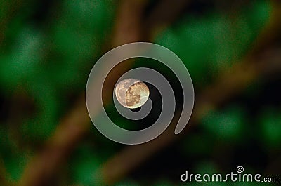 how the moon looks through a tree in late night Stock Photo