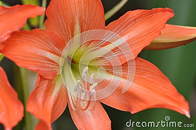 The lovely Orange Mexican Lily Flower Stock Photo