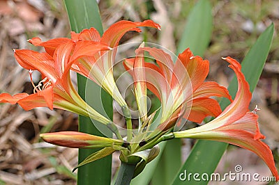 Burnt orange Mexican Lily Flower cluster from behind Stock Photo