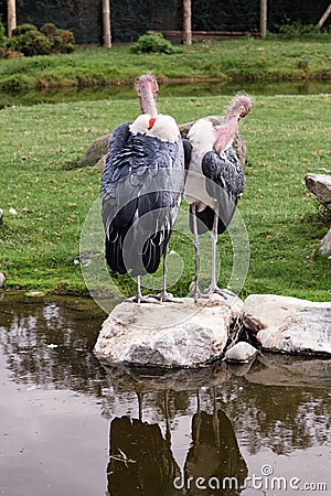 Lovely pair of Marabou storks view from the rear, naked necks . Two marabou birds on rocks in lake. Stock Photo