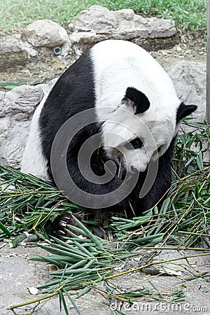 Lovely panda eating bamboo Stock Photo