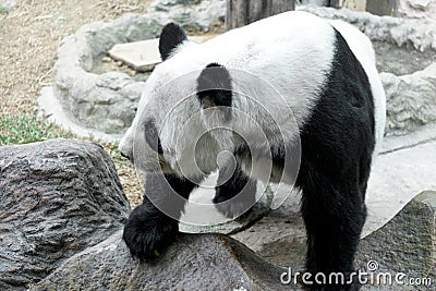 Lovely panda eating bamboo Stock Photo