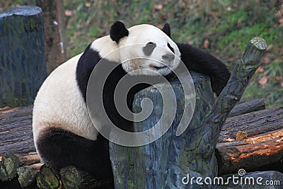Lovely panda Stock Photo