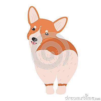 Lovely Pembroke welsh corgi. Funny adorable dog or puppy of herding breed isolated on white background. Cute purebred Vector Illustration