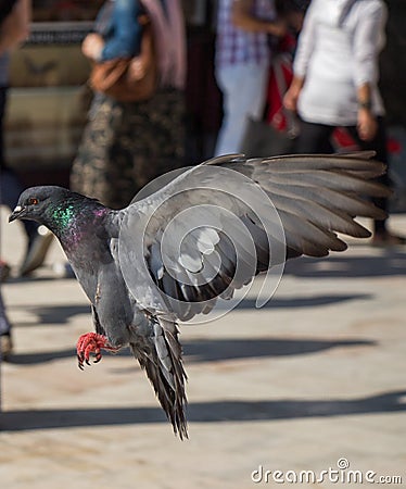 Lovely pigeon bird by live in urban environment Stock Photo