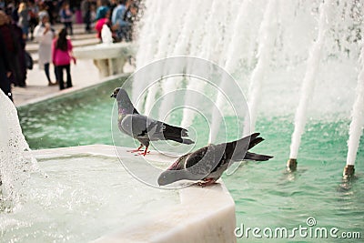 Lovely pigeon birds by live in urban environment Stock Photo