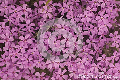 Beautiful pink flowers texture as background Stock Photo