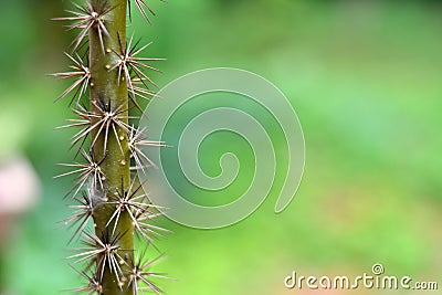 Lovely Plant Stem Abstract Wallpaper Stock Photo