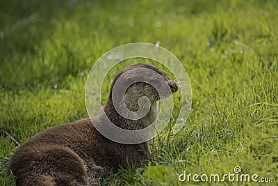Lovely portrait of otter Mustelidae Lutrinae in Summer sunlight on lush grass Stock Photo