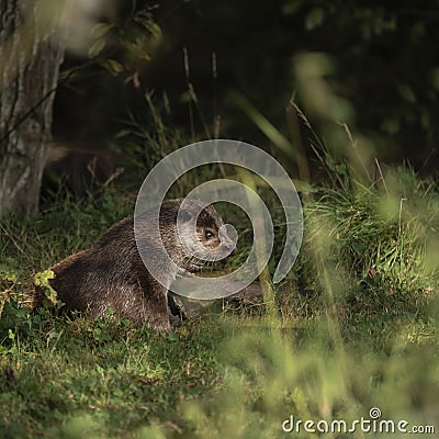 Lovely portrait of otter Mustelidae Lutrinae in Summer sunlight on lush grass Stock Photo