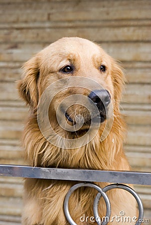 Lovely puppy Stock Photo