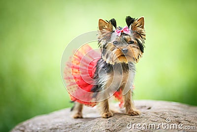 Lovely puppy of female Yorkshire Terrier small dog with red skirt on green blurred background Stock Photo