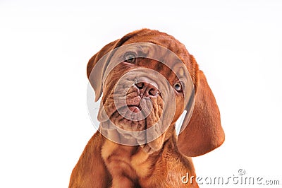 Lovely Puppy Portrait Stock Photo