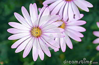 Lovely purple daisy like flower with beautiful petals Stock Photo