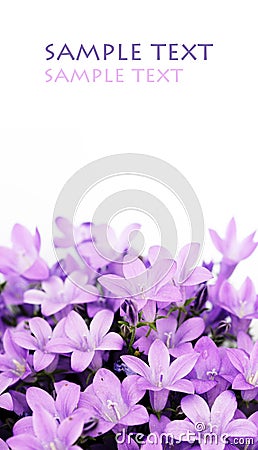 Lovely purple flowers Stock Photo