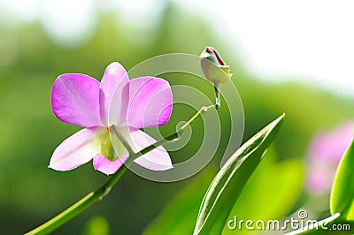 Lovely Purple Orchids backlighted Stock Photo