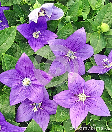 Lovely purple Platycodon Balloon flower plants Stock Photo