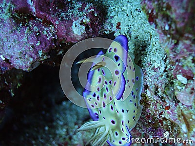 A lovely purple spot Ovula(ovum) Stock Photo