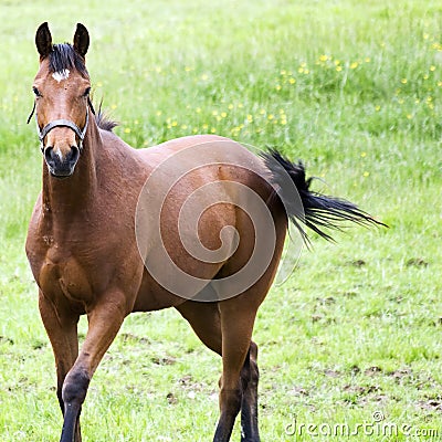 Lovely Quarter Horse Stock Photo