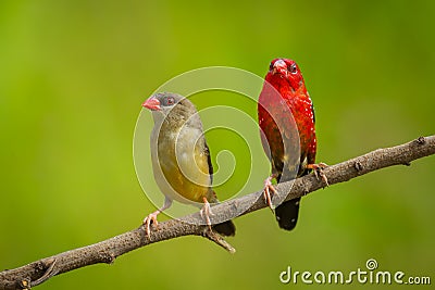 Lovely Red Avadavat(Amandava amandava) Stock Photo