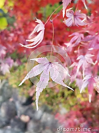 Majestic bloom in autumn Stock Photo