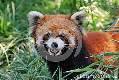 Lovely Red Panda Stock Photo