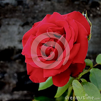 Red Rose on a black background Stock Photo