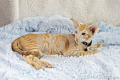 Lovely red striped oriental kitten in a collar and big ears lies on terry background, selective focus Stock Photo