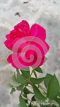 Lovely rose Stock Photo