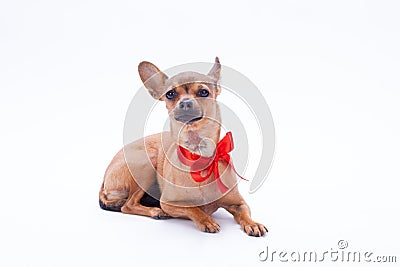 Lovely russian toy chihuahua with red bow. Stock Photo