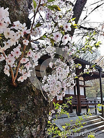 Lovely Sakura Stock Photo