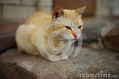 Lovely sand cat resting on a stone staircase Stock Photo