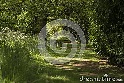 Lovely shallow depth of field fresh landscape of English forest Stock Photo