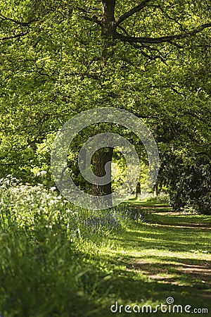 Lovely shallow depth of field fresh landscape of English forest Stock Photo