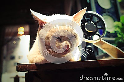 A lovely sleeping cat. In a Chinese farmer`s home Stock Photo