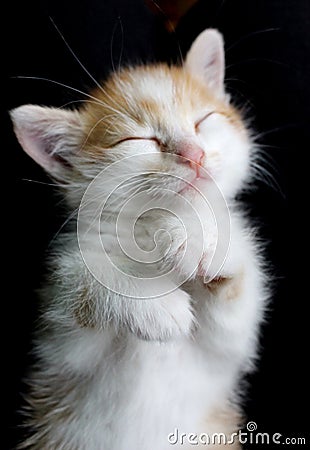 Lovely sleepy red kitty on black blanket. Stock Photo