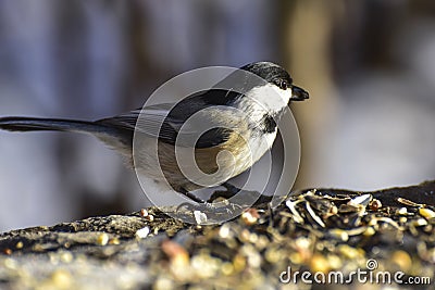Lovely small chickadee looking for seeds Stock Photo