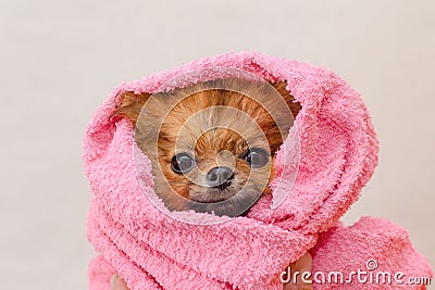 Lovely small pomeranian dog in a pink towel after bath, grooming Stock Photo