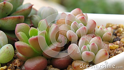 Lovely succulents Stock Photo