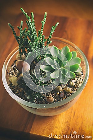 Lovely Succulents in Glass Bowl Stock Photo