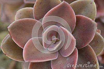 Lovely suculenta cactus pink orange Stock Photo
