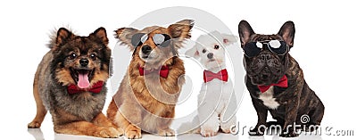 Lovely team of four elegant dogs with red bowties Stock Photo