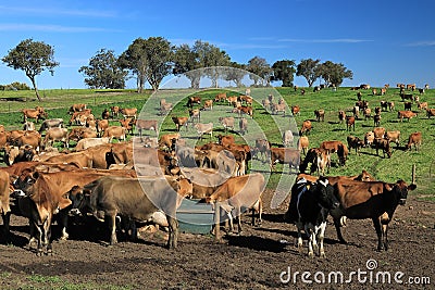 So lovely to graze and relax in the warmth of the sun Stock Photo