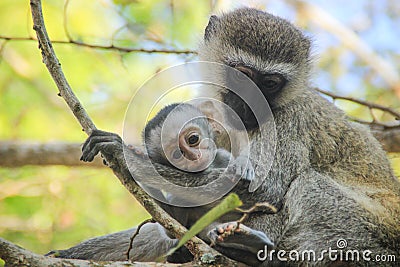 Lovely and touching mom and baby monkeys. Care and love Stock Photo