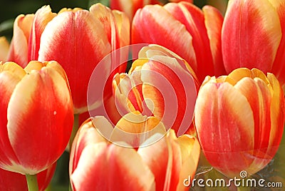 Lovely tulips Stock Photo