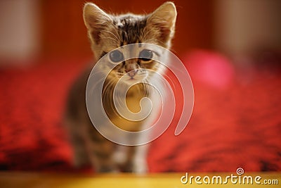 Lovely turtle kitten portrait on red carpet Stock Photo