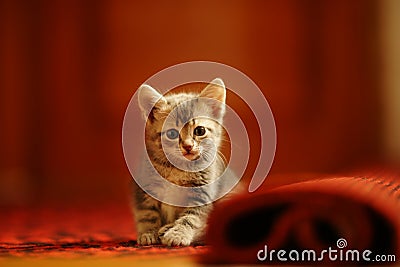 Lovely turtle kitten sits alone on red carpet floor Stock Photo